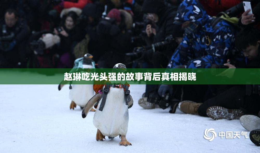 赵琳吃光头强的故事背后真相揭晓