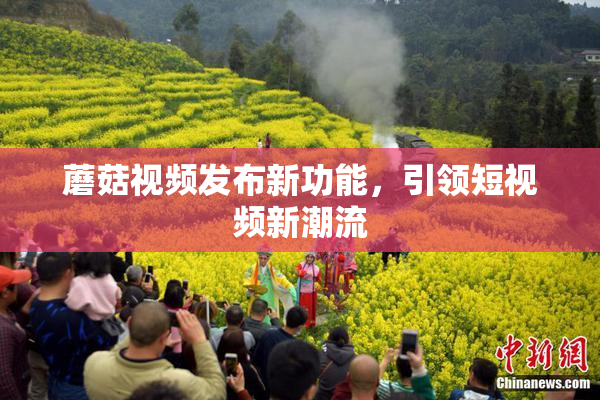 蘑菇视频发布新功能，引领短视频新潮流
