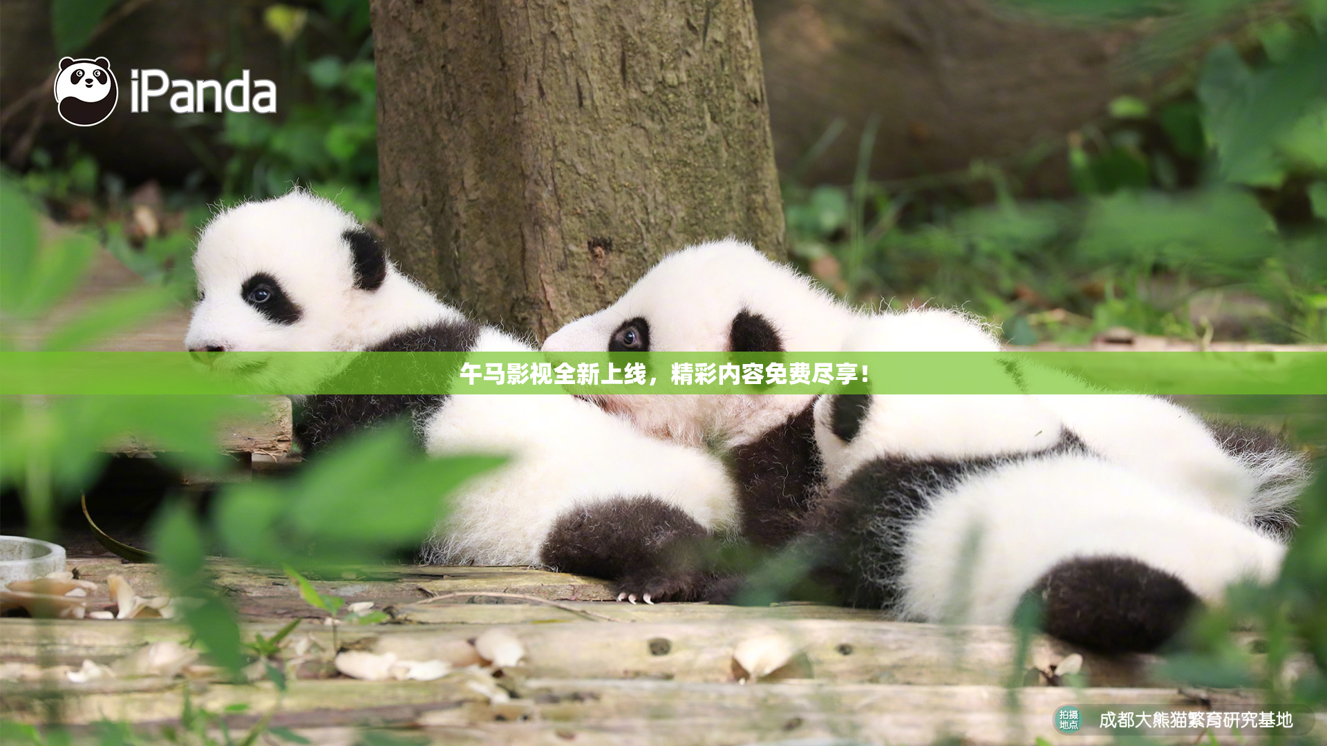 午马影视全新上线，精彩内容免费尽享！