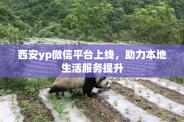 西安yp微信平台上线，助力本地生活服务提升