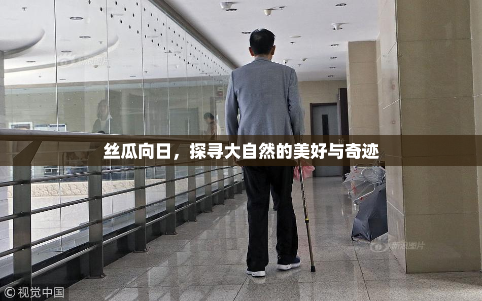 丝瓜向日，探寻大自然的美好与奇迹