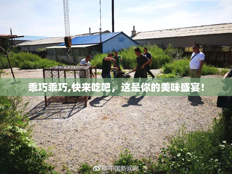 乖巧乖巧,快来吃吧，这是你的美味盛宴！