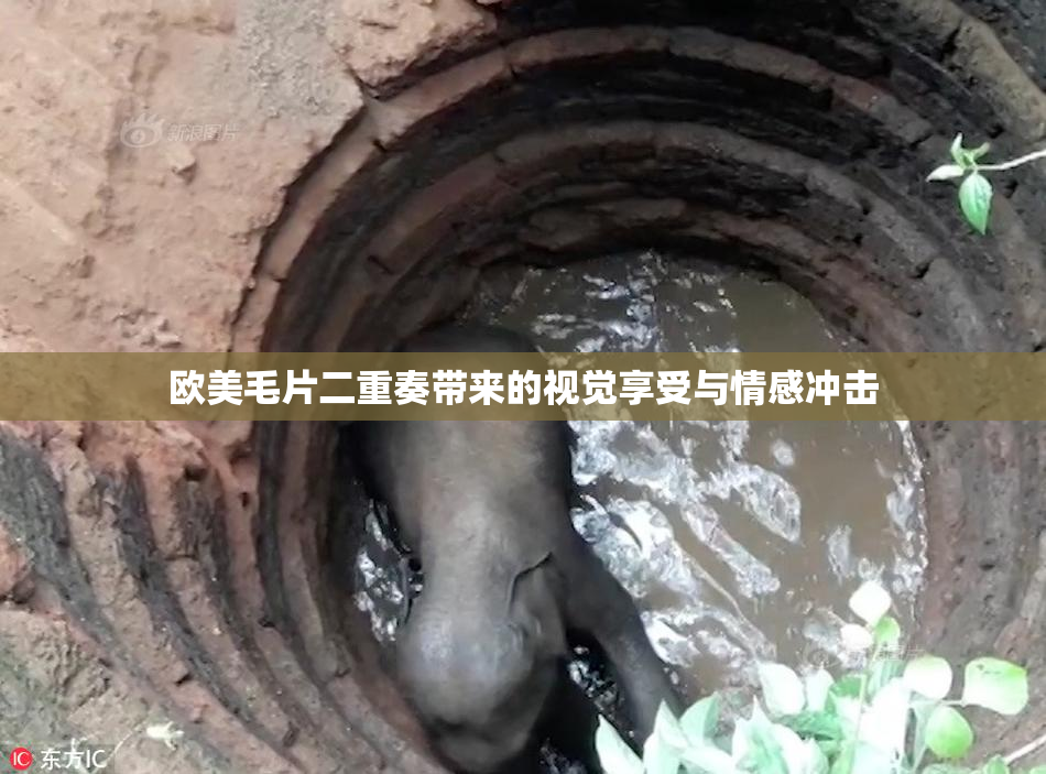 欧美毛片二重奏带来的视觉享受与情感冲击