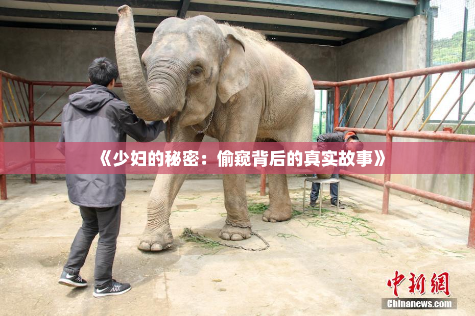 《少妇的秘密：偷窥背后的真实故事》
