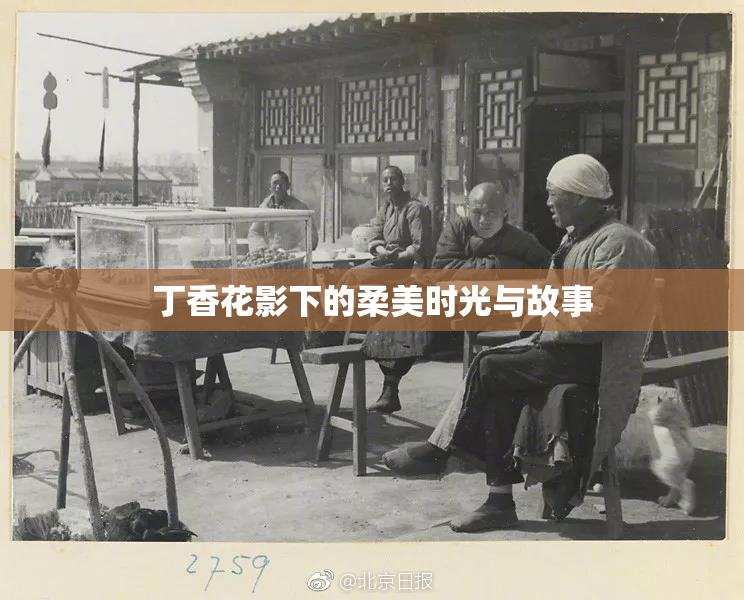 丁香花影下的柔美时光与故事