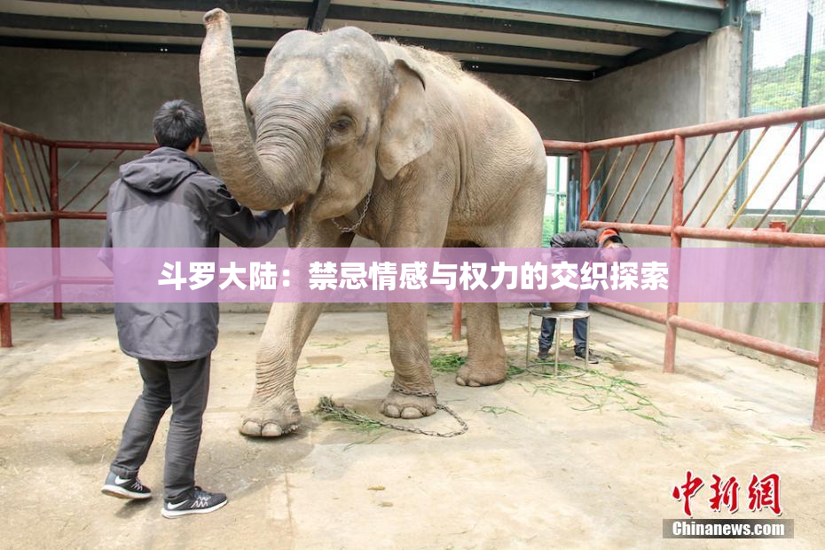 斗罗大陆：禁忌情感与权力的交织探索