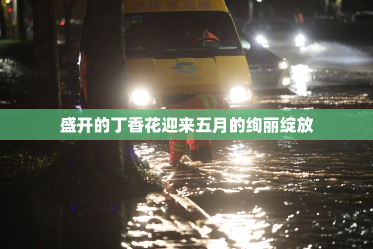 盛开的丁香花迎来五月的绚丽绽放