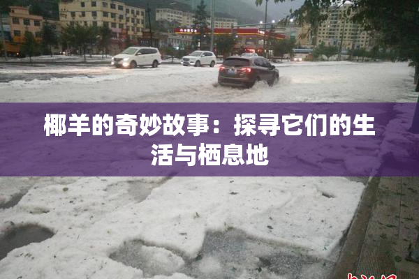 椰羊的奇妙故事：探寻它们的生活与栖息地