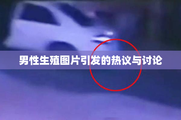 男性生殖图片引发的热议与讨论