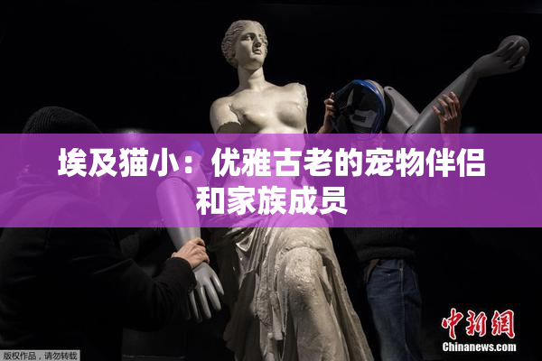 埃及猫小：优雅古老的宠物伴侣和家族成员