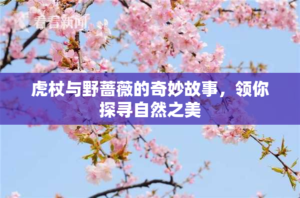 虎杖与野蔷薇的奇妙故事，领你探寻自然之美