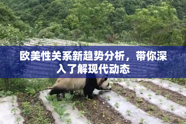 欧美性关系新趋势分析，带你深入了解现代动态