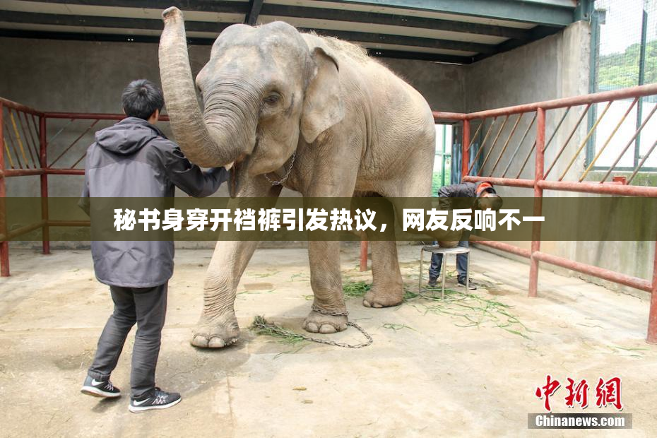 秘书身穿开裆裤引发热议，网友反响不一
