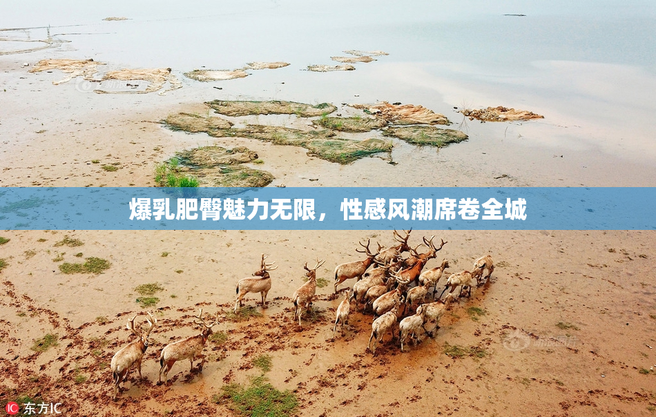爆乳肥臀魅力无限，性感风潮席卷全城