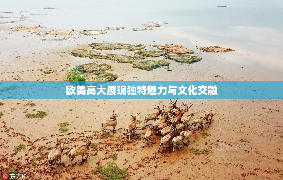 欧美高大展现独特魅力与文化交融