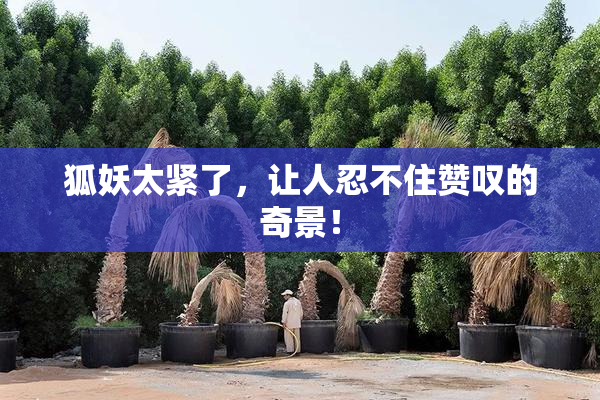 狐妖太紧了，让人忍不住赞叹的奇景！