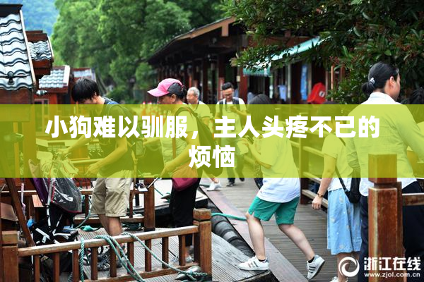 小狗难以驯服，主人头疼不已的烦恼