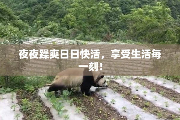 夜夜躁爽日日快活，享受生活每一刻！