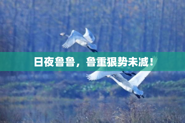 日夜鲁鲁，鲁重狠势未减！