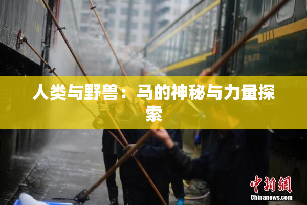 人类与野兽：马的神秘与力量探索