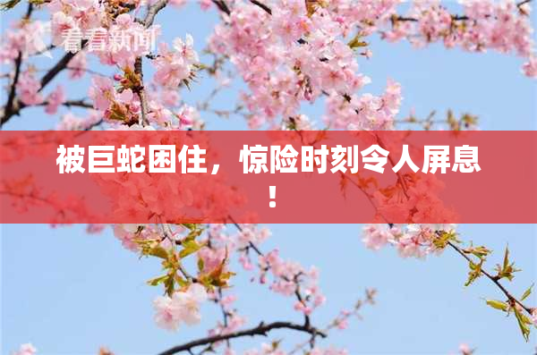 被巨蛇困住，惊险时刻令人屏息！
