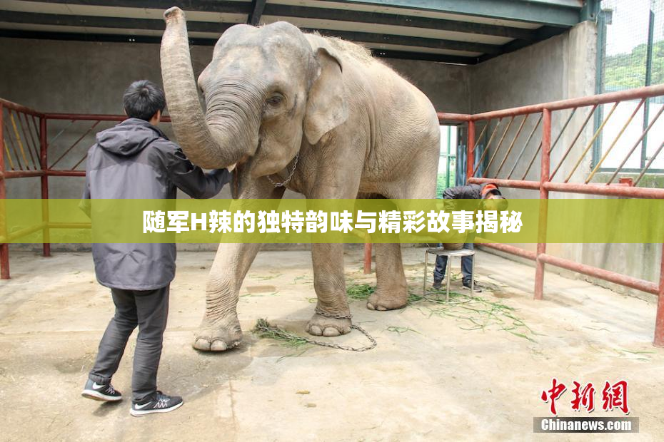 随军H辣的独特韵味与精彩故事揭秘