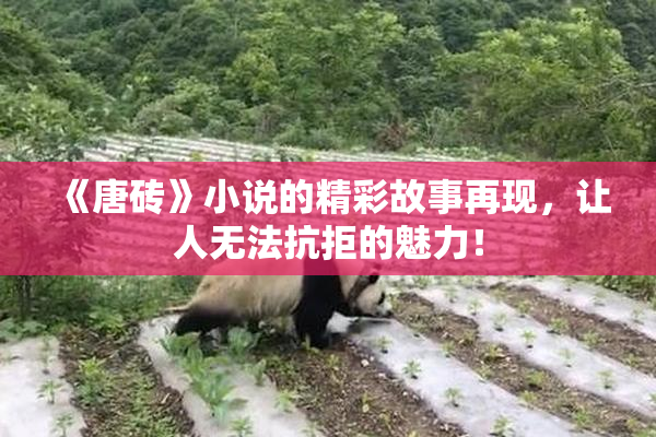 《唐砖》小说的精彩故事再现，让人无法抗拒的魅力！