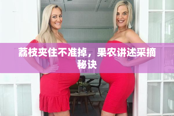 荔枝夹住不准掉，果农讲述采摘秘诀