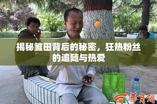揭秘雏田背后的秘密，狂热粉丝的追随与热爱