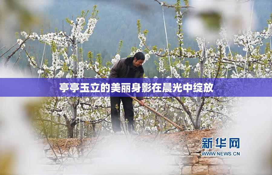 亭亭玉立的美丽身影在晨光中绽放
