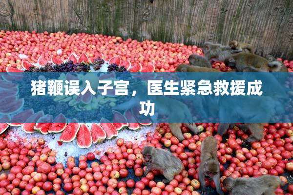 猪鞭误入子宫，医生紧急救援成功
