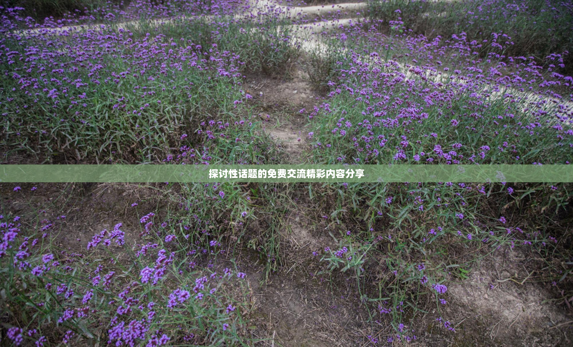 探讨性话题的免费交流精彩内容分享