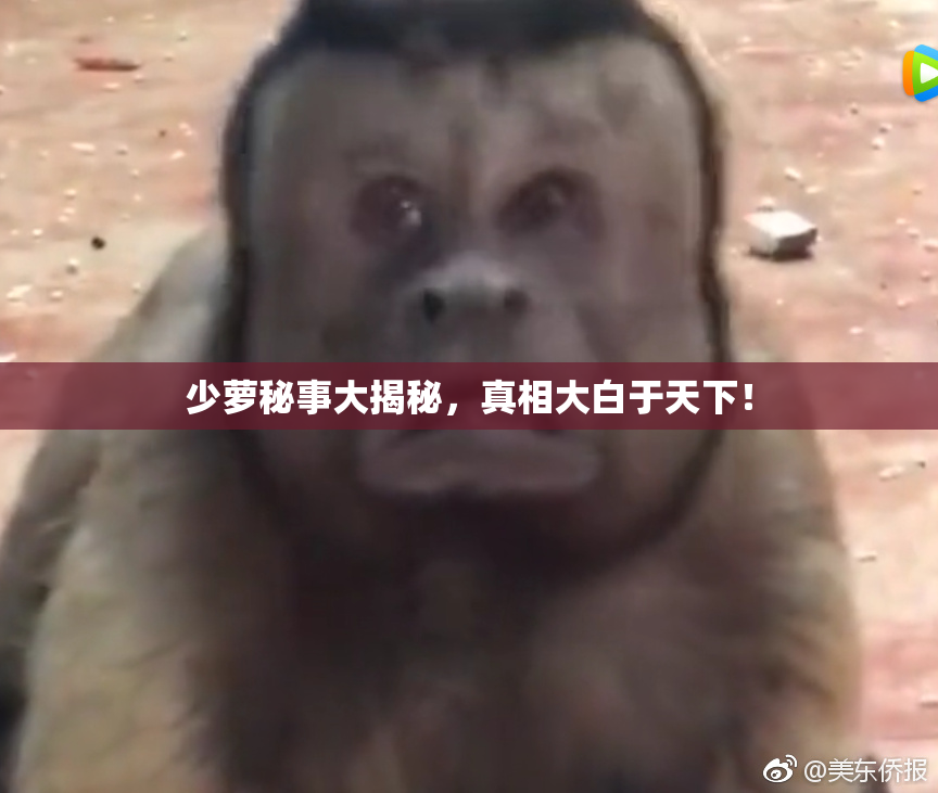 少萝秘事大揭秘，真相大白于天下！