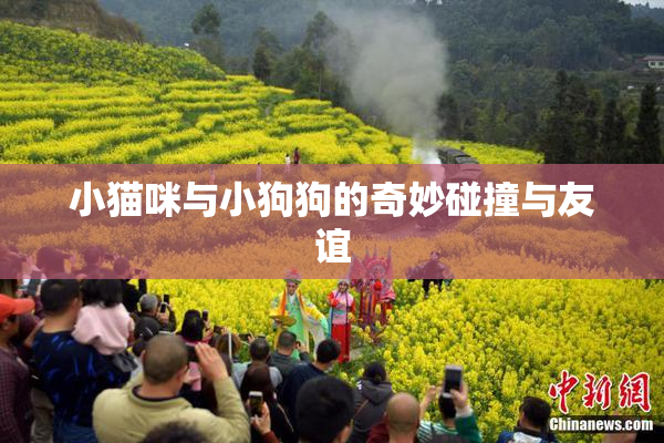 小猫咪与小狗狗的奇妙碰撞与友谊
