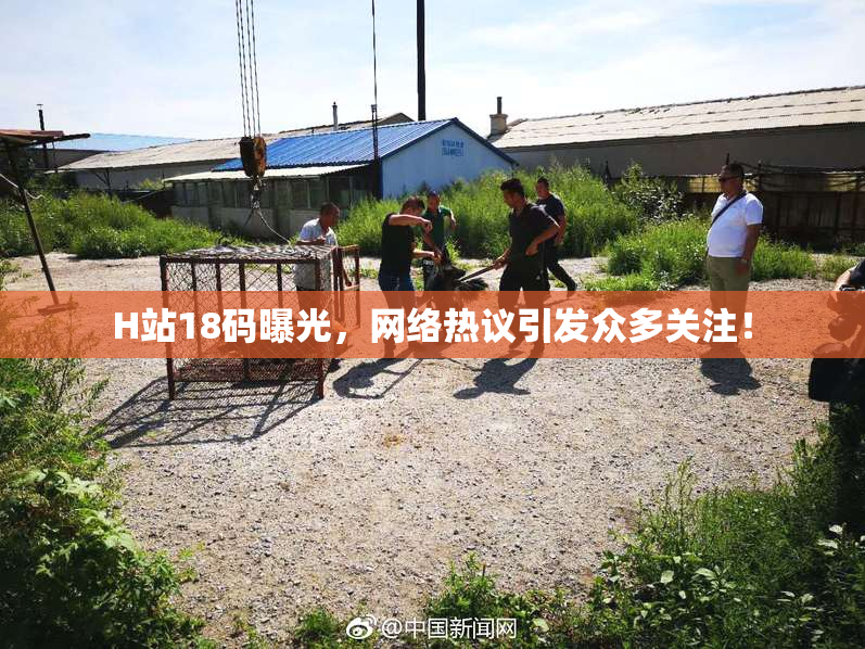 H站18码曝光，网络热议引发众多关注！