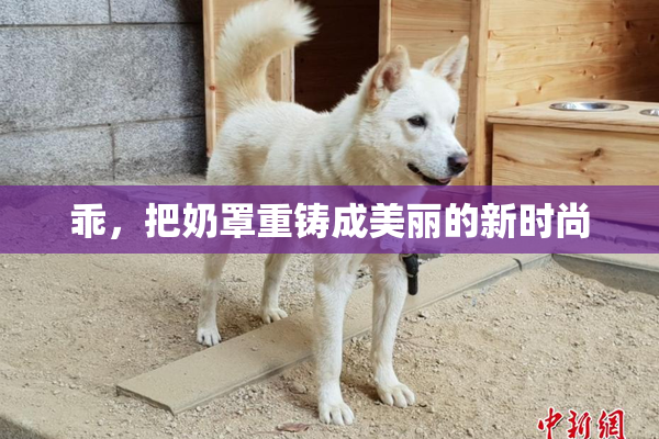 乖，把奶罩重铸成美丽的新时尚