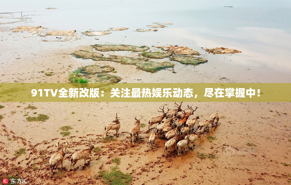 91TV全新改版：关注最热娱乐动态，尽在掌握中！