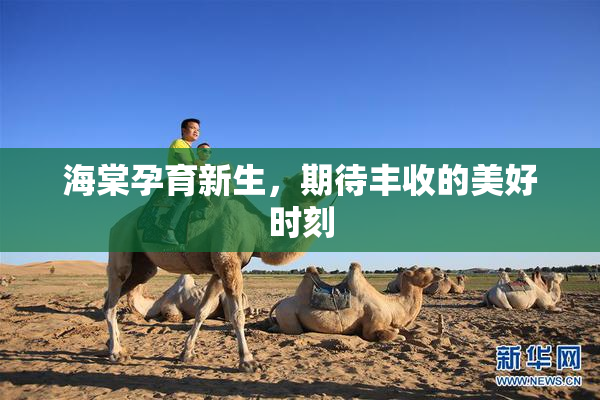海棠孕育新生，期待丰收的美好时刻
