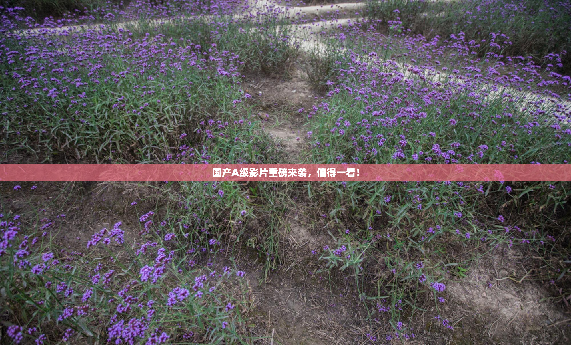 国产A级影片重磅来袭，值得一看！