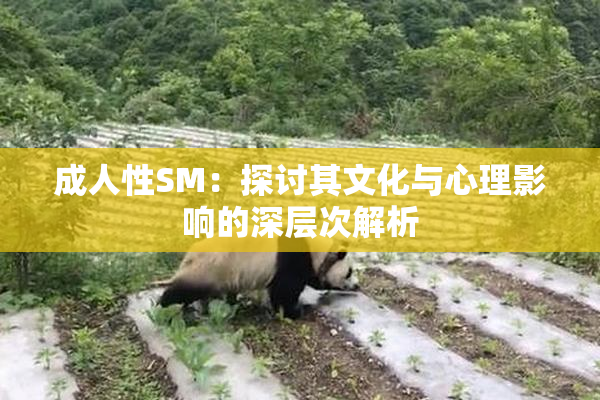 成人性SM：探讨其文化与心理影响的深层次解析