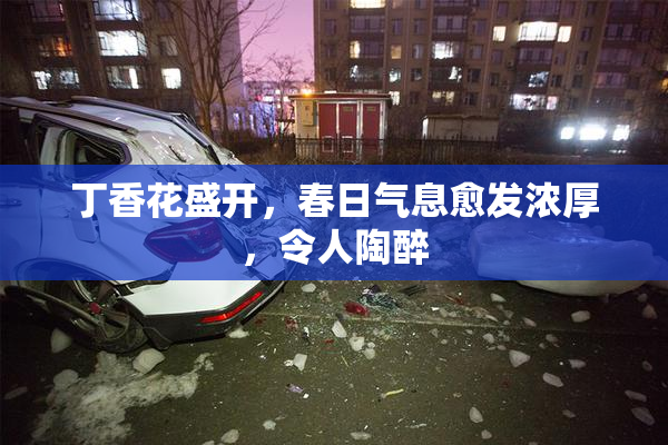 丁香花盛开，春日气息愈发浓厚，令人陶醉