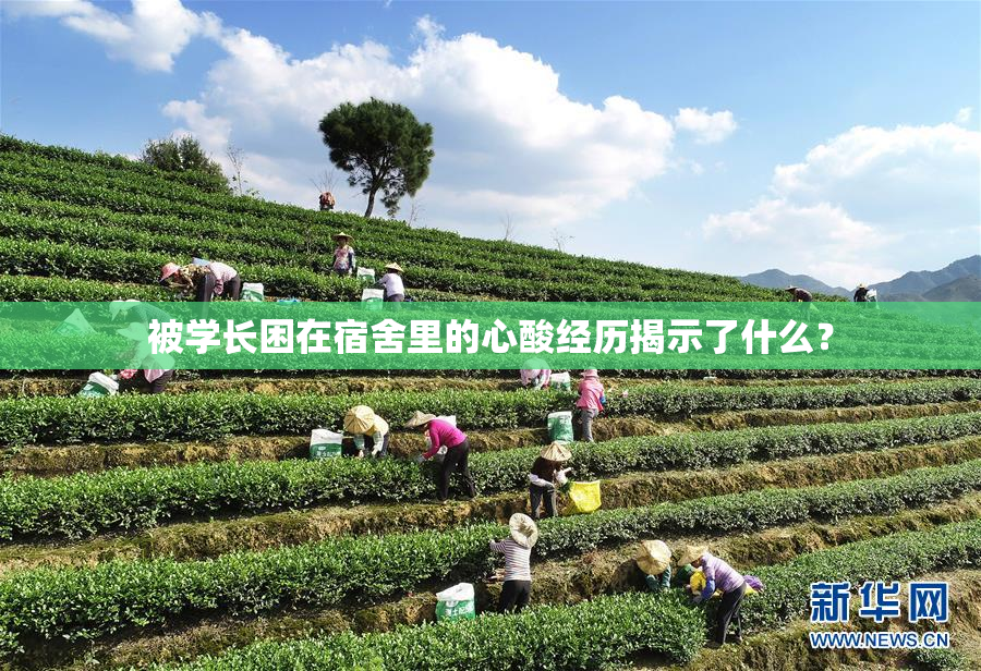 被学长困在宿舍里的心酸经历揭示了什么？