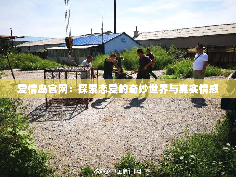爱情岛官网：探索恋爱的奇妙世界与真实情感