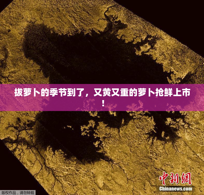 拔萝卜的季节到了，又黄又重的萝卜抢鲜上市！