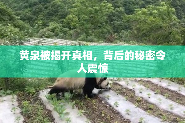 黄泉被揭开真相，背后的秘密令人震惊