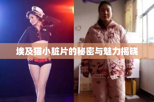 埃及猫小脏片的秘密与魅力揭晓