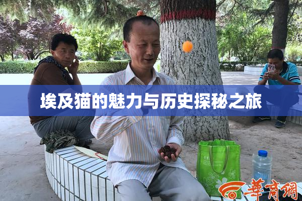 埃及猫的魅力与历史探秘之旅