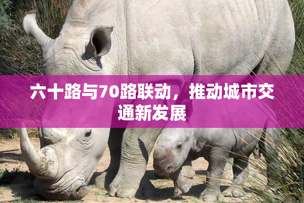 六十路与70路联动，推动城市交通新发展