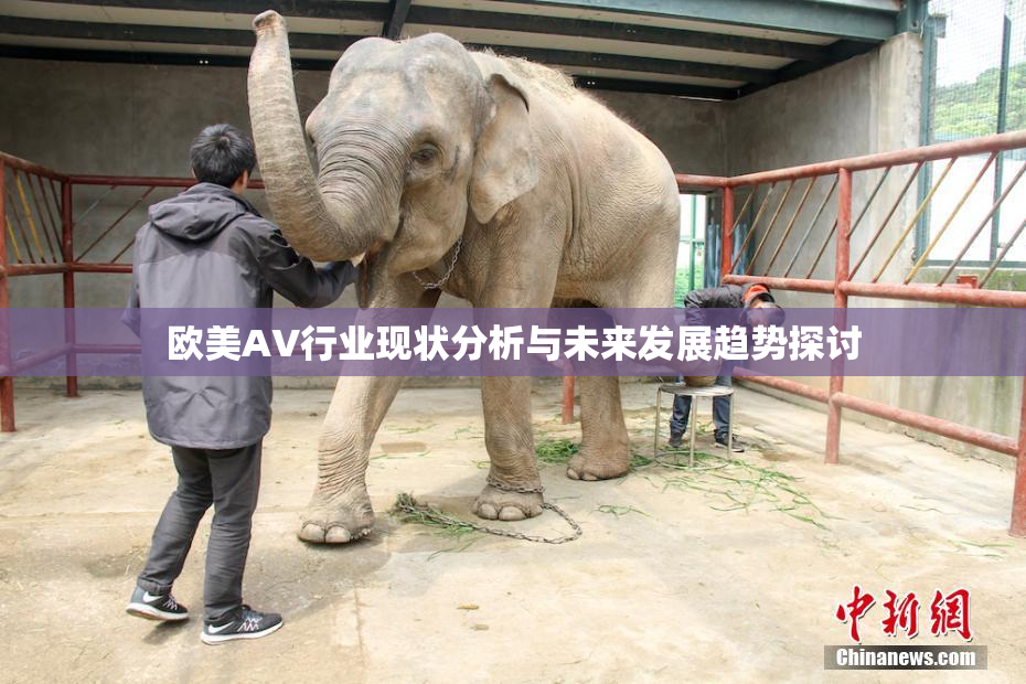 欧美AV行业现状分析与未来发展趋势探讨