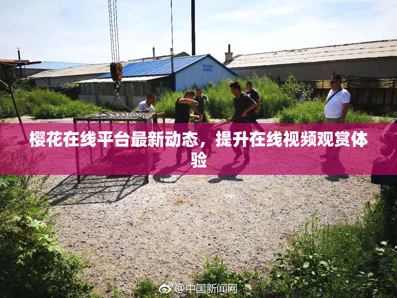 樱花在线平台最新动态，提升在线视频观赏体验